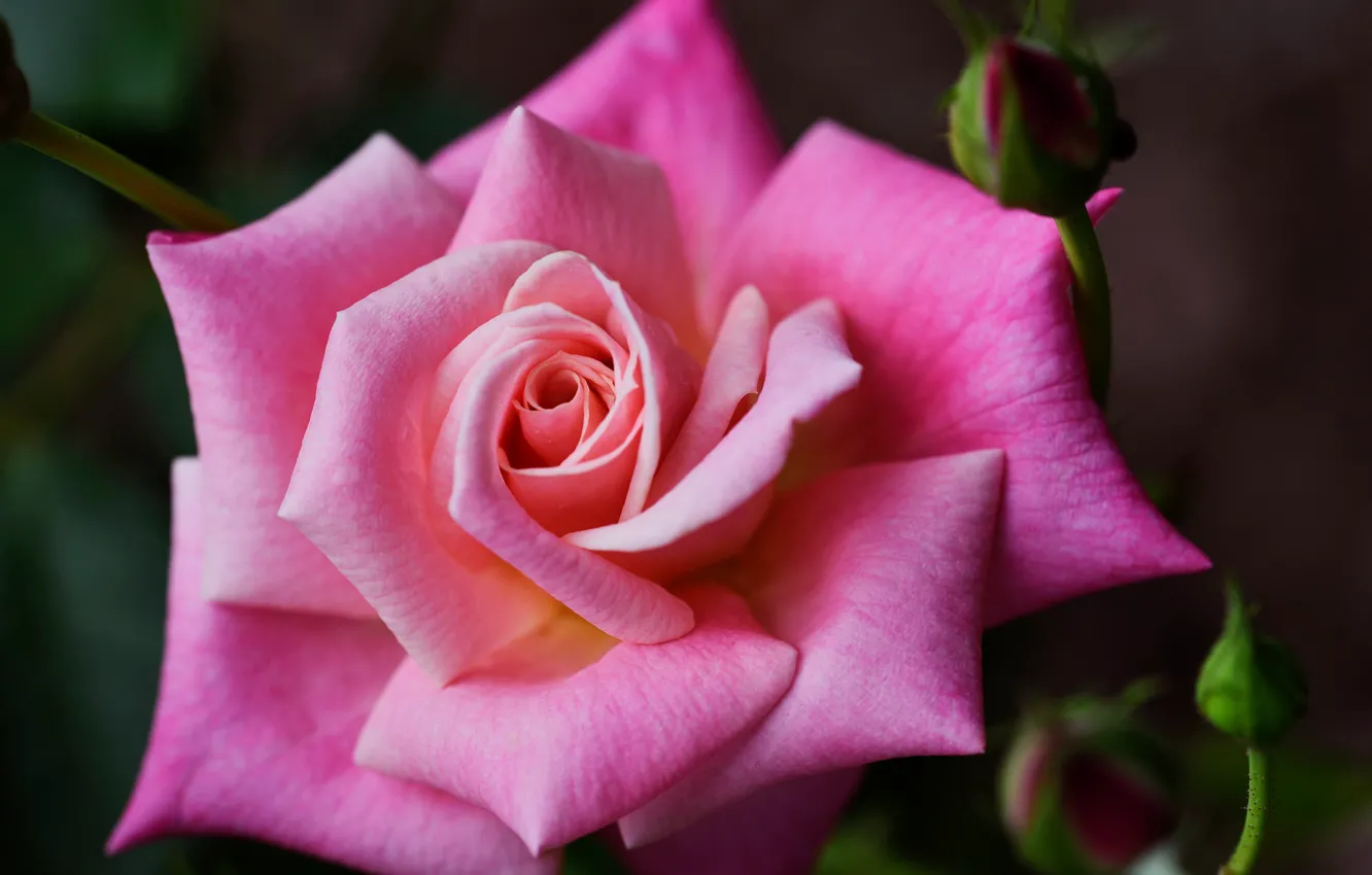 Photo wallpaper rose, buds, pink color