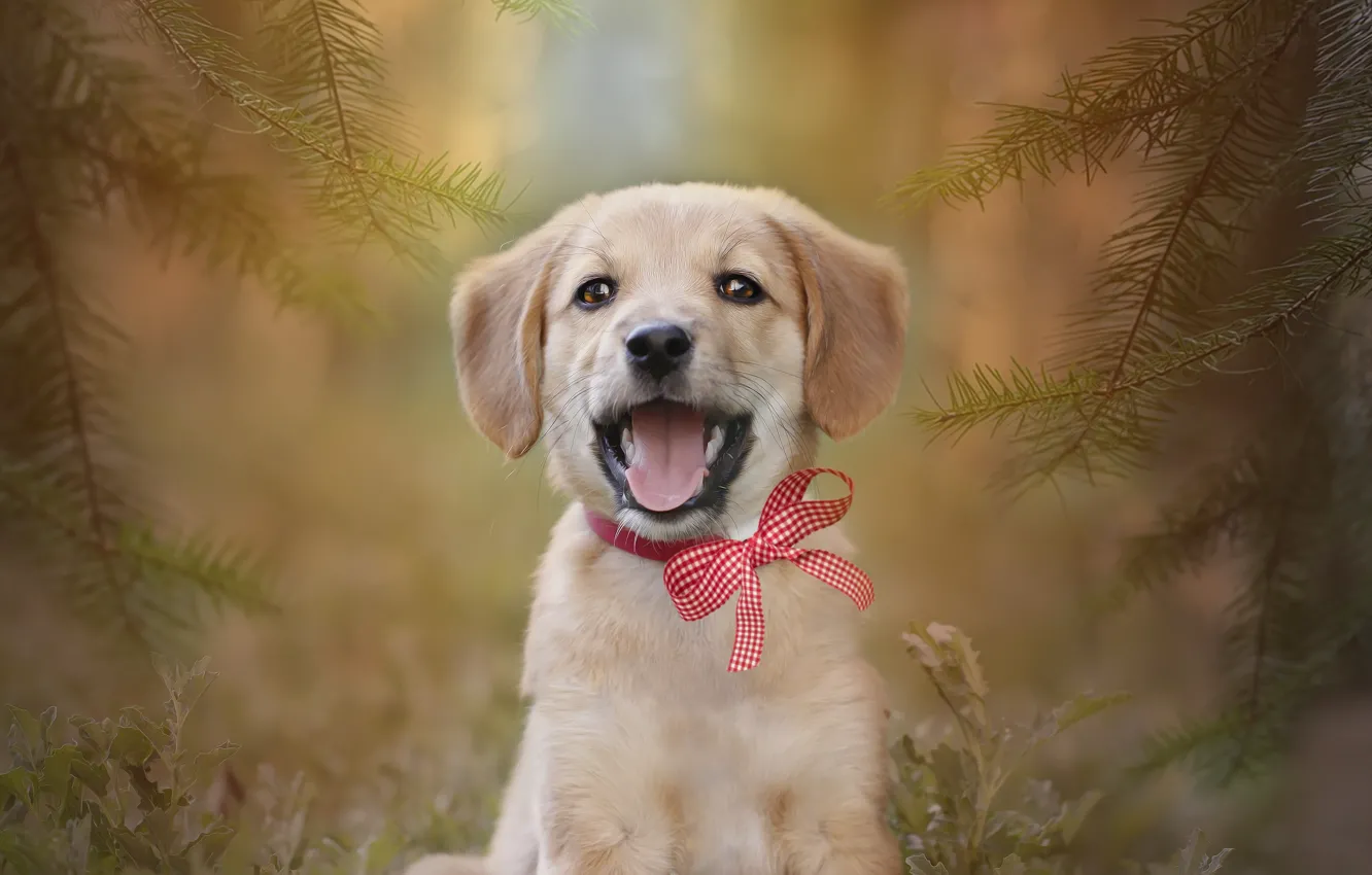 Photo wallpaper background, each, spruce, puppy, bow