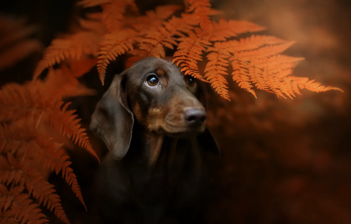 Photo wallpaper autumn, look, face, leaves, background, portrait, dog, Dachshund