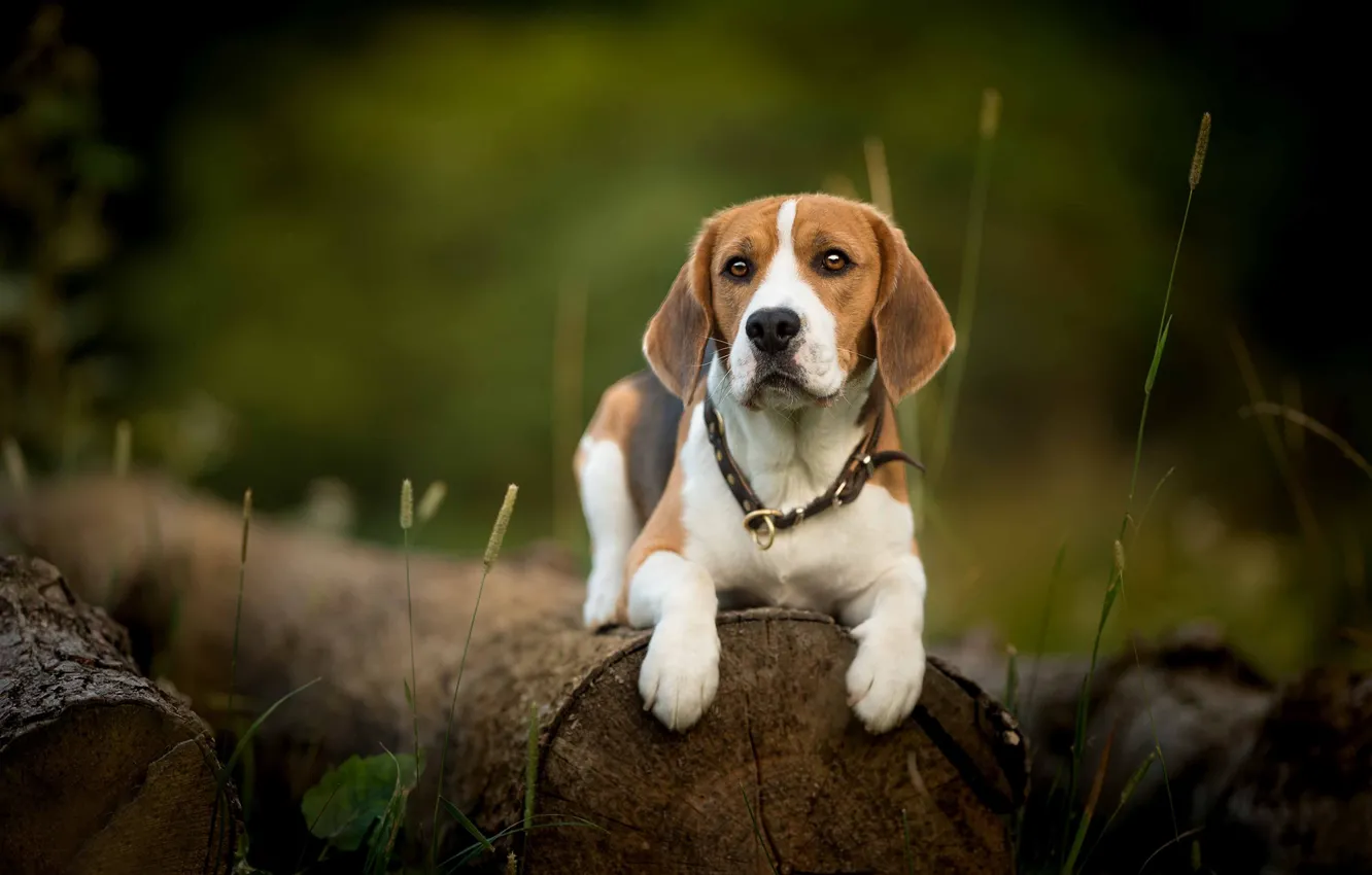 Photo wallpaper look, dog, log, Beagle
