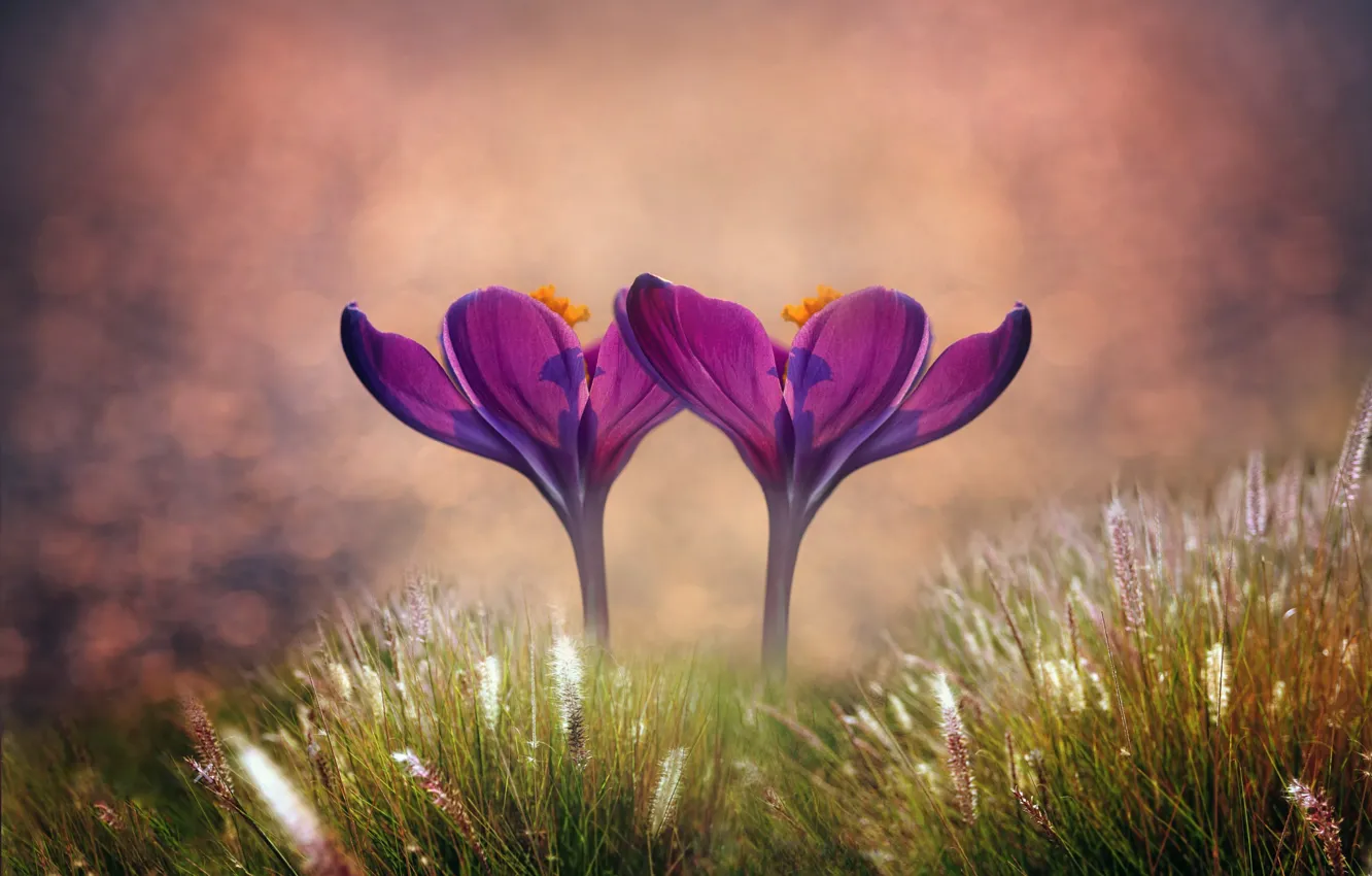 Photo wallpaper grass, macro, flowers, crocuses, bokeh, two flowers