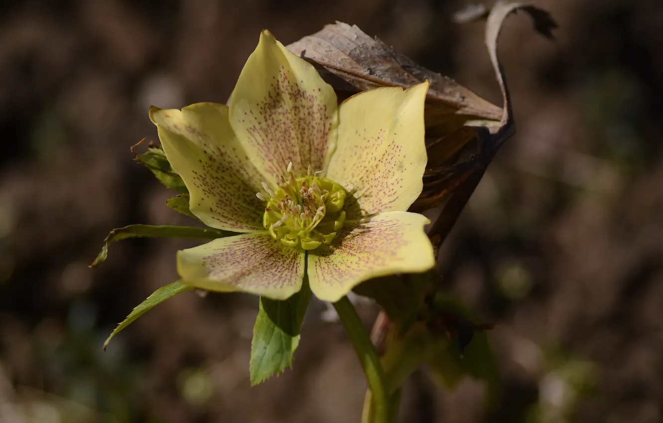 Photo wallpaper flowers, spring, hellebore