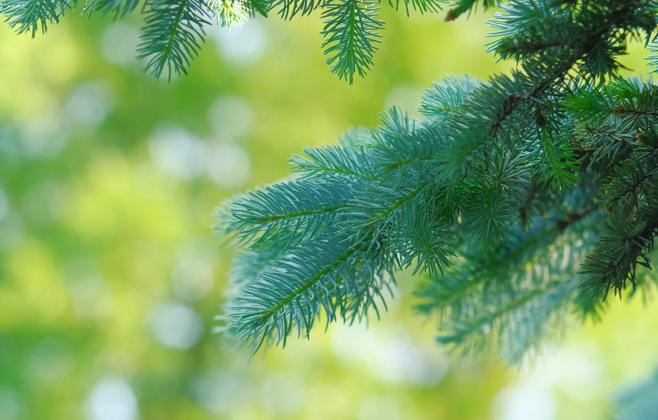 Photo wallpaper branches, background, needles, green background, coniferous, bokeh, spruce