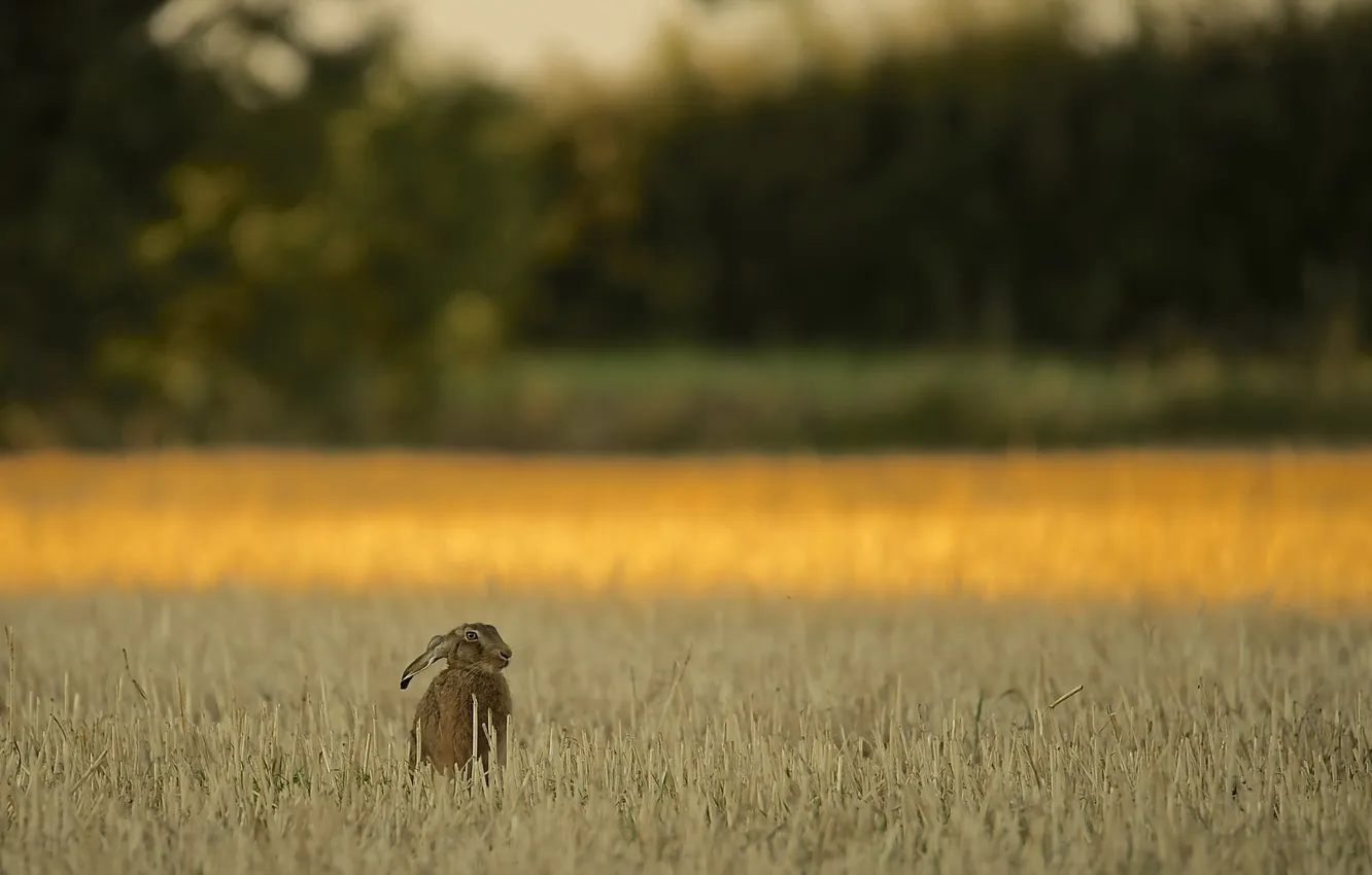 Photo wallpaper vegetarian, Brown Hare, wheatfield