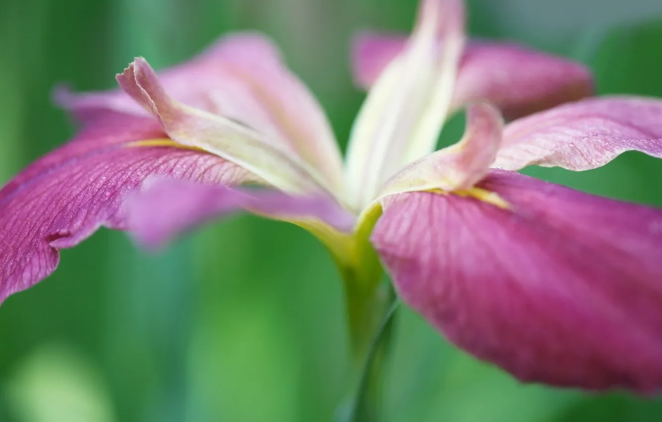 Photo wallpaper flowers, nature, petals, macro photo, iris