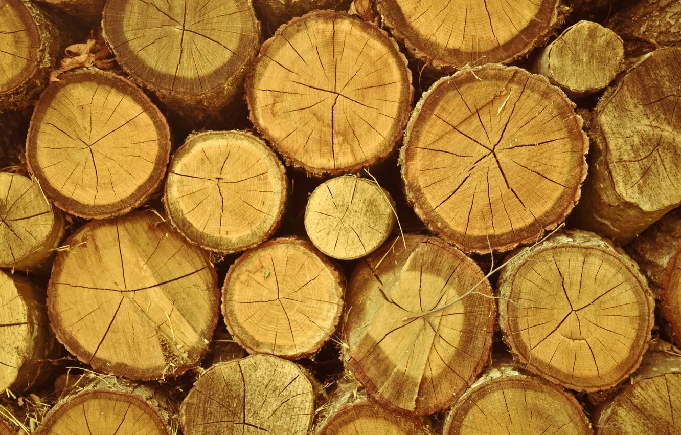 Photo wallpaper trees, circles, wood, log, hemp