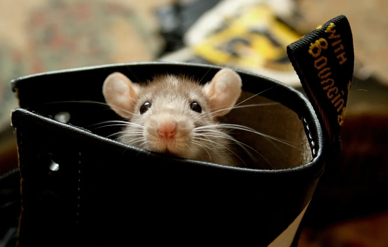 Photo wallpaper mustache, photo, background, Wallpaper, eyes, shoes, picture, ears