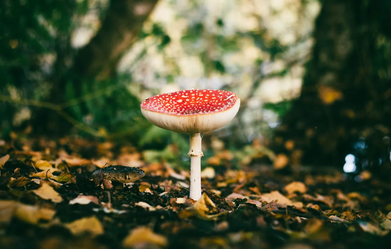 Photo wallpaper leaves, trees, mushrooms, bokeh