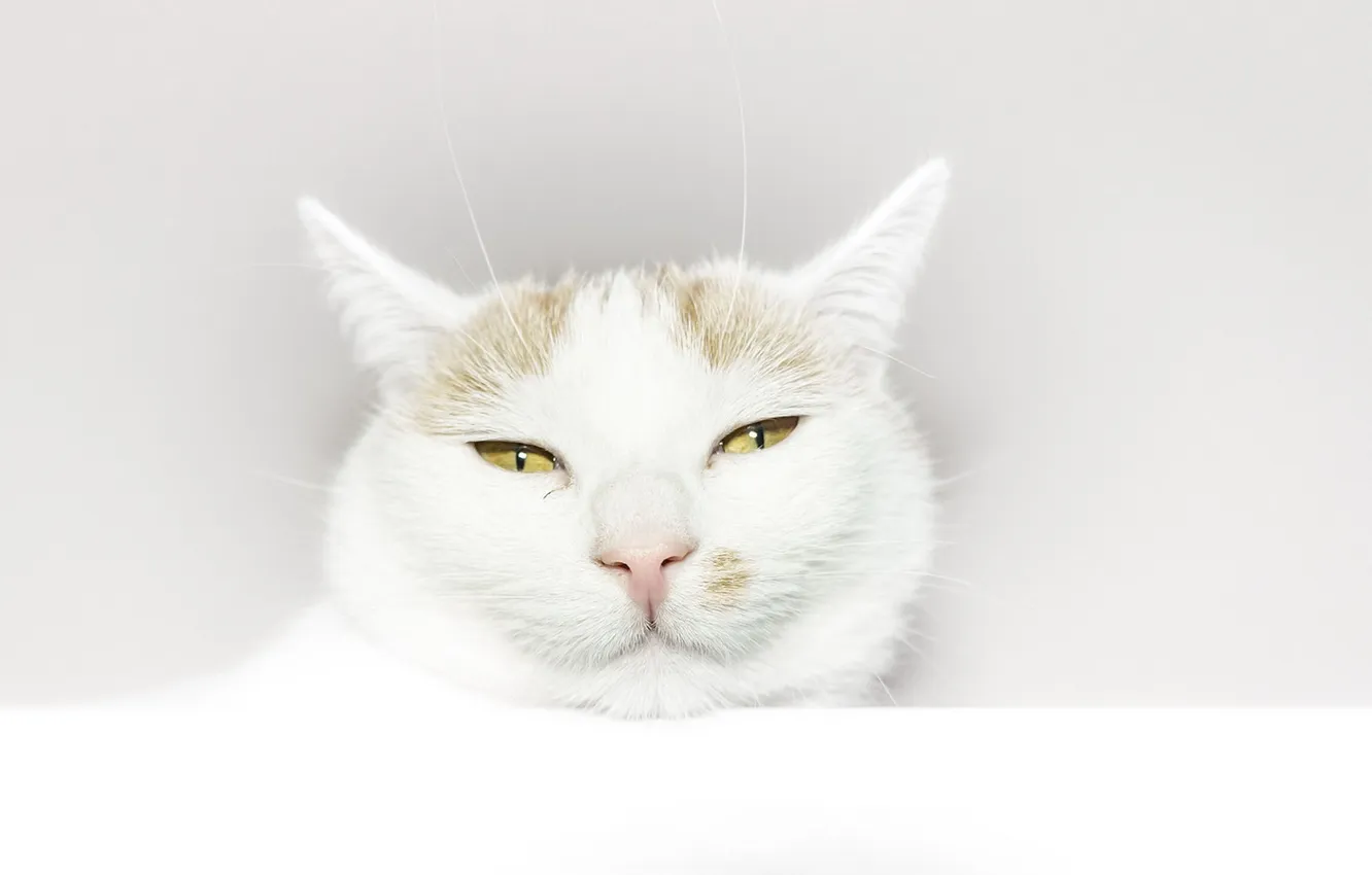 Photo wallpaper cat, look, background