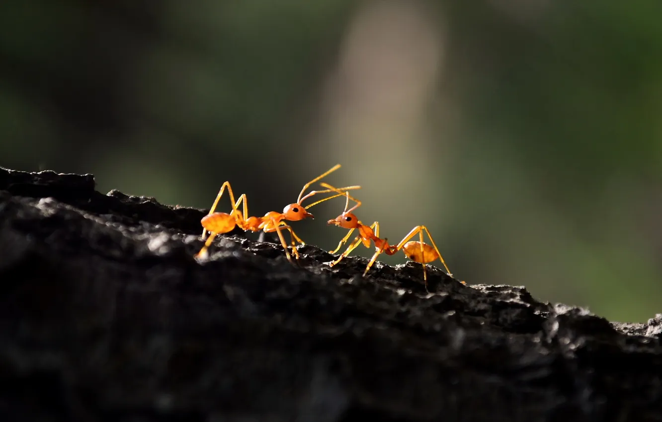 Photo wallpaper macro, nature, ants