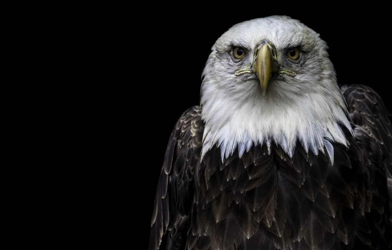 Photo wallpaper nature, bird, eagle