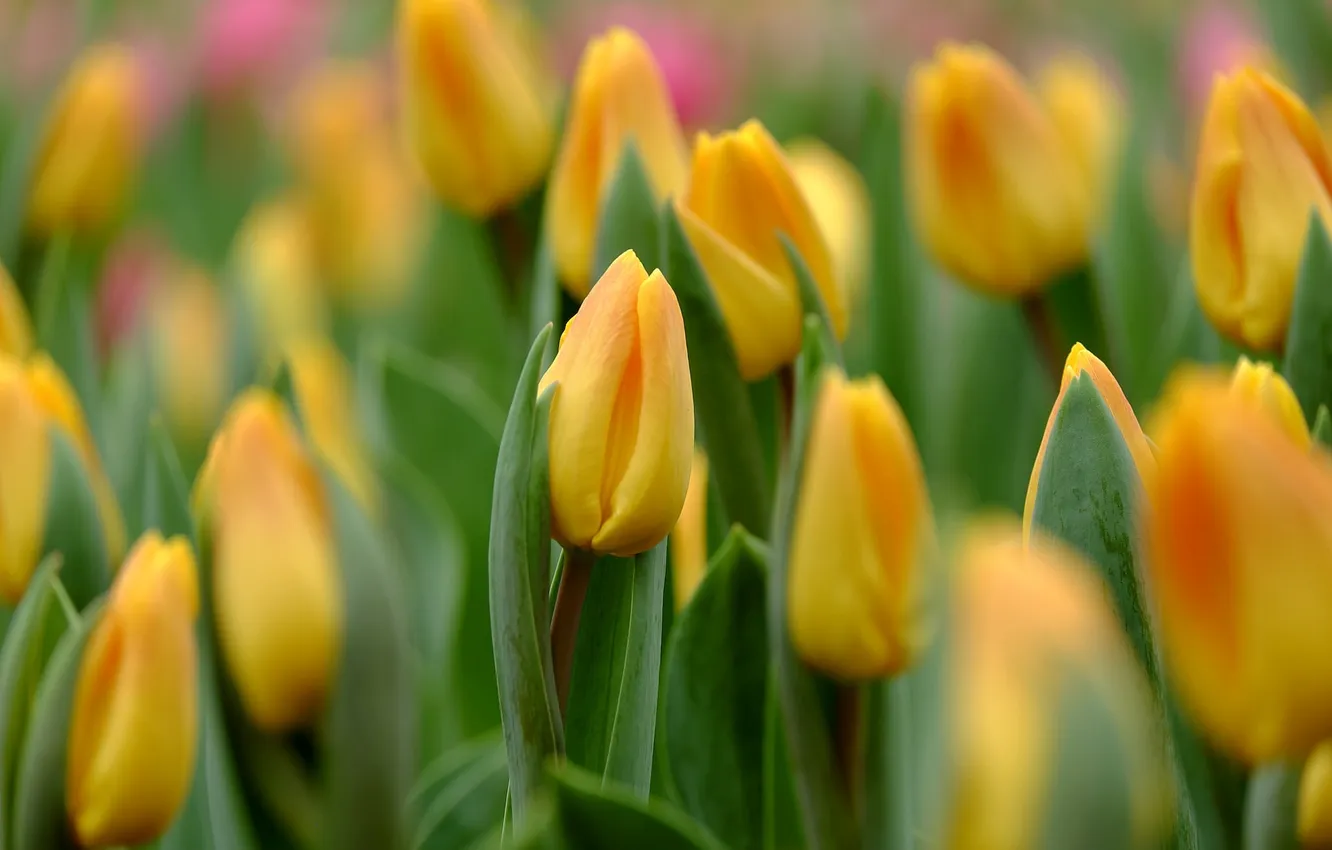 Photo wallpaper macro, yellow, tulips, buds