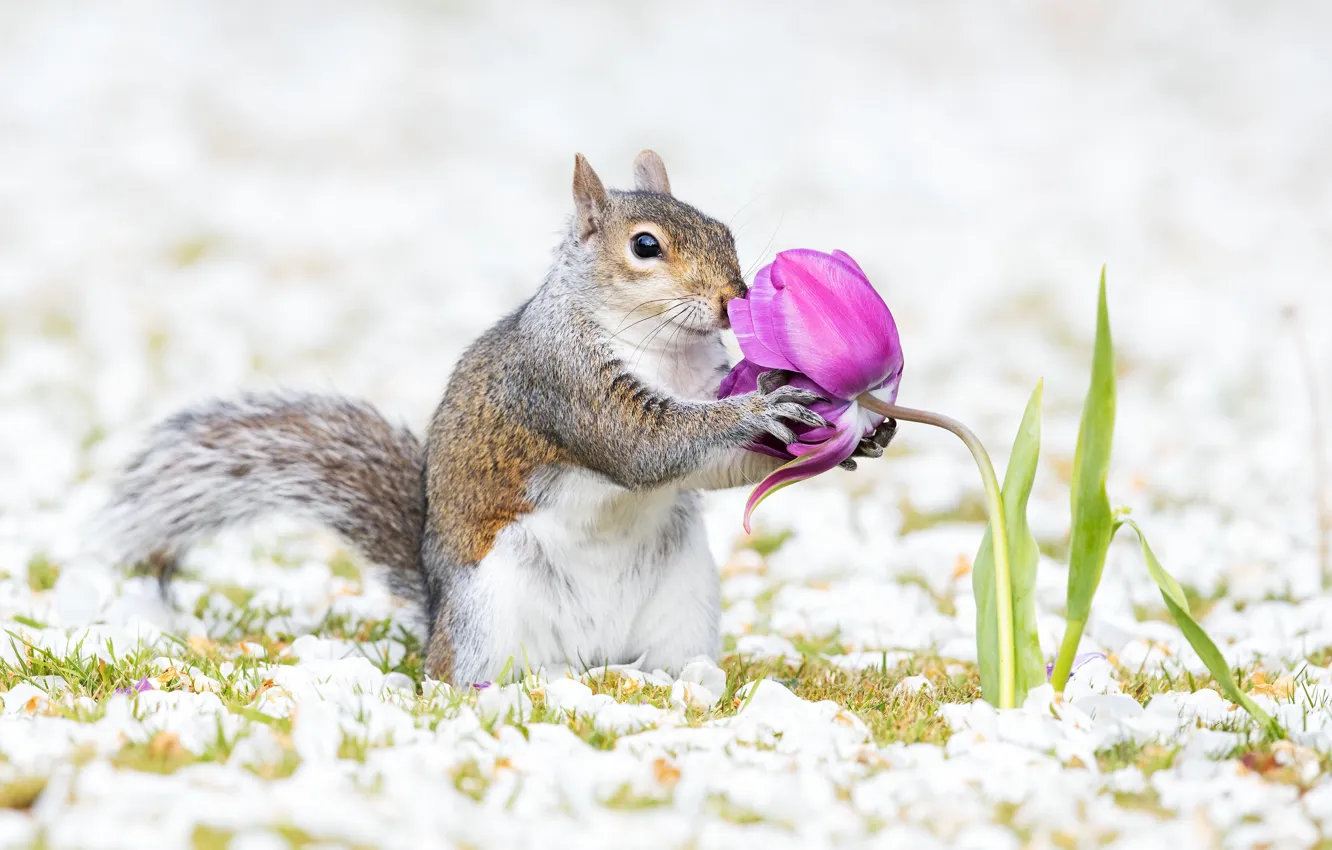 Photo wallpaper flowers, protein, tulips