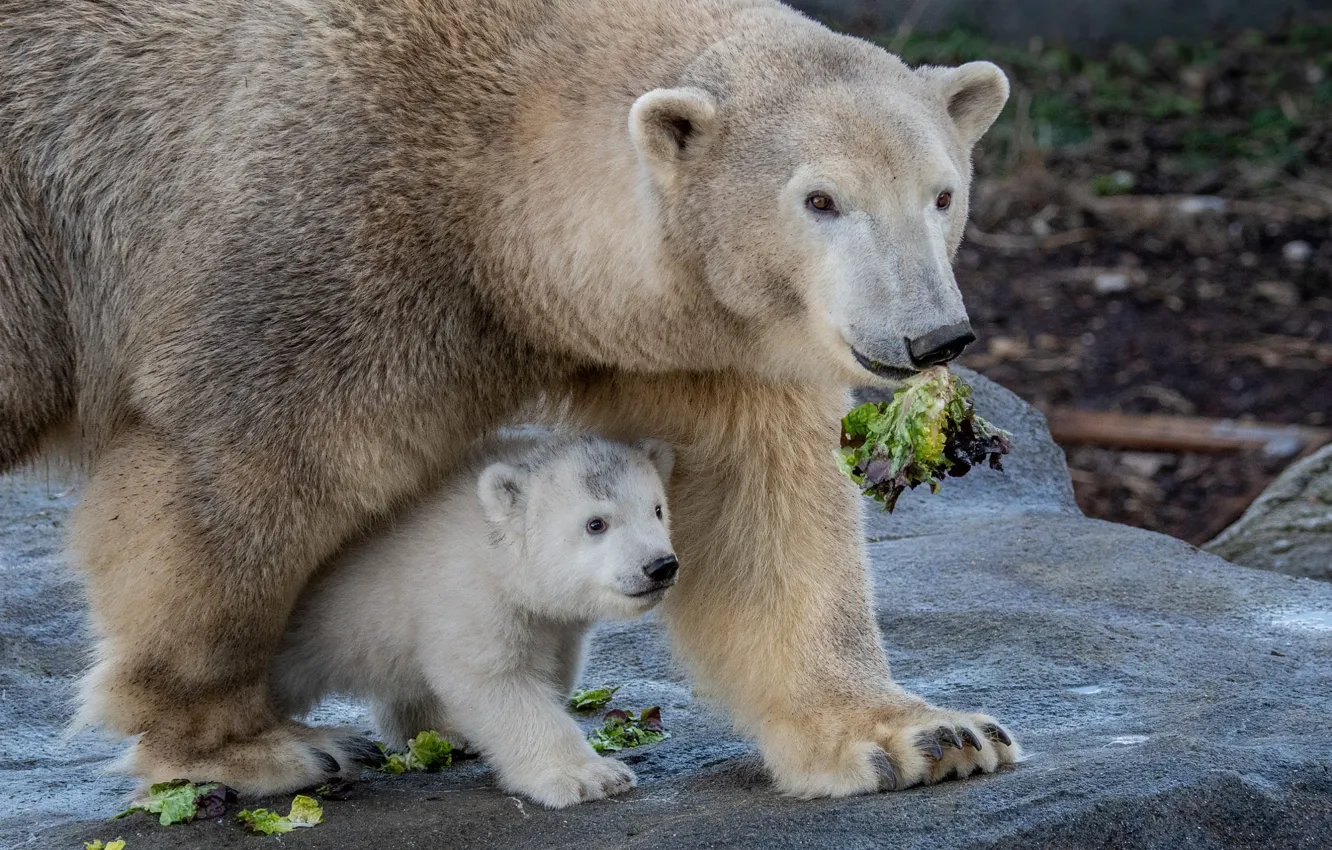 Photo wallpaper pair, bear, cub, polar bear, mom, polar bears, bear