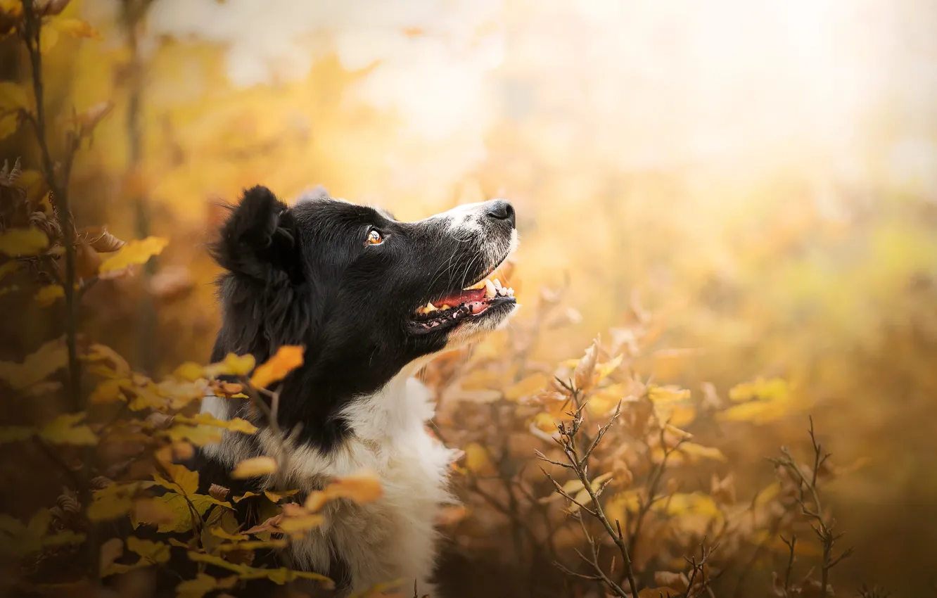 Photo wallpaper autumn, face, branches, portrait, dog, profile, bokeh, The border collie