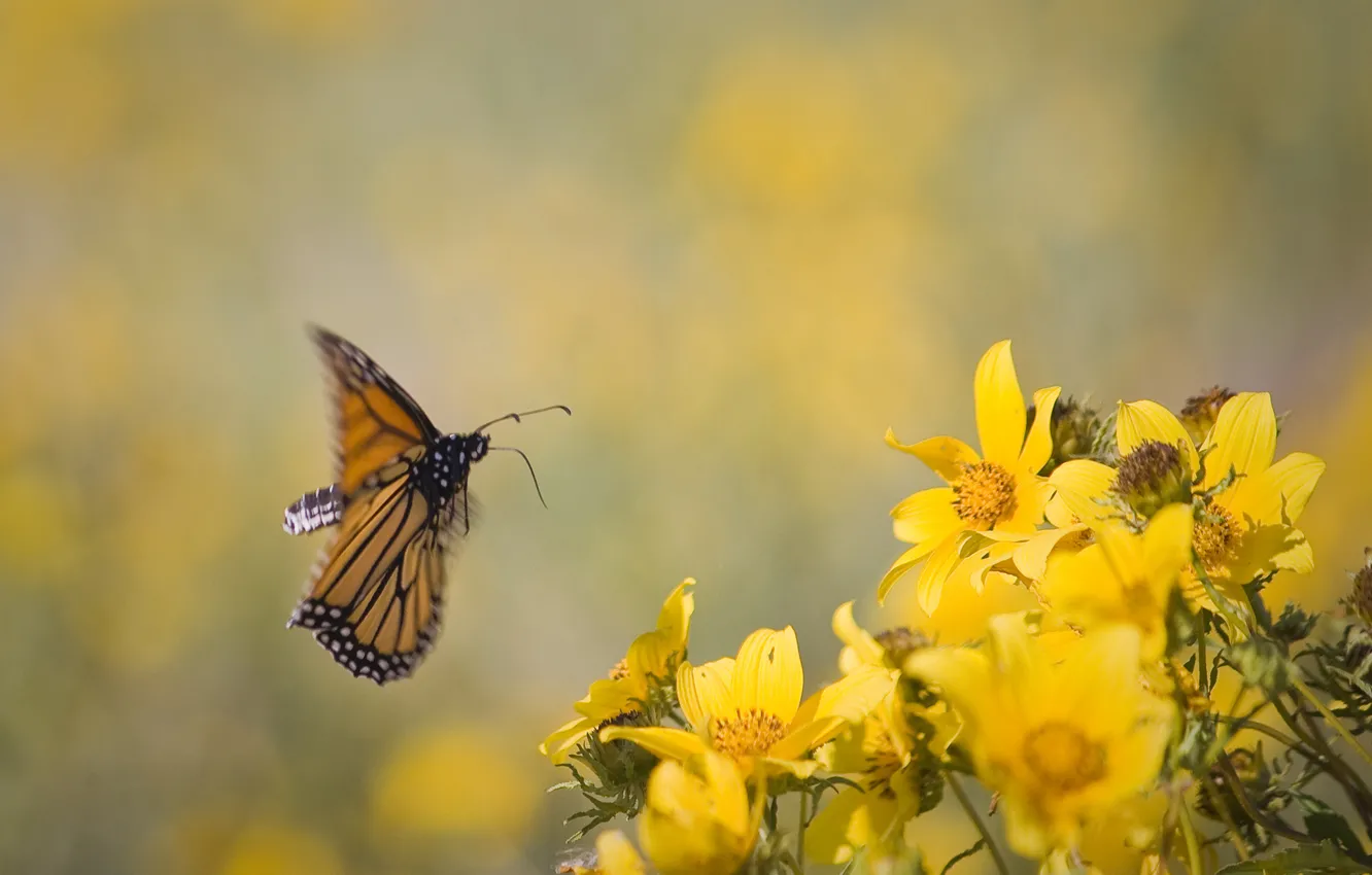 Photo wallpaper flowers, background, in flight, yellow. butterfly
