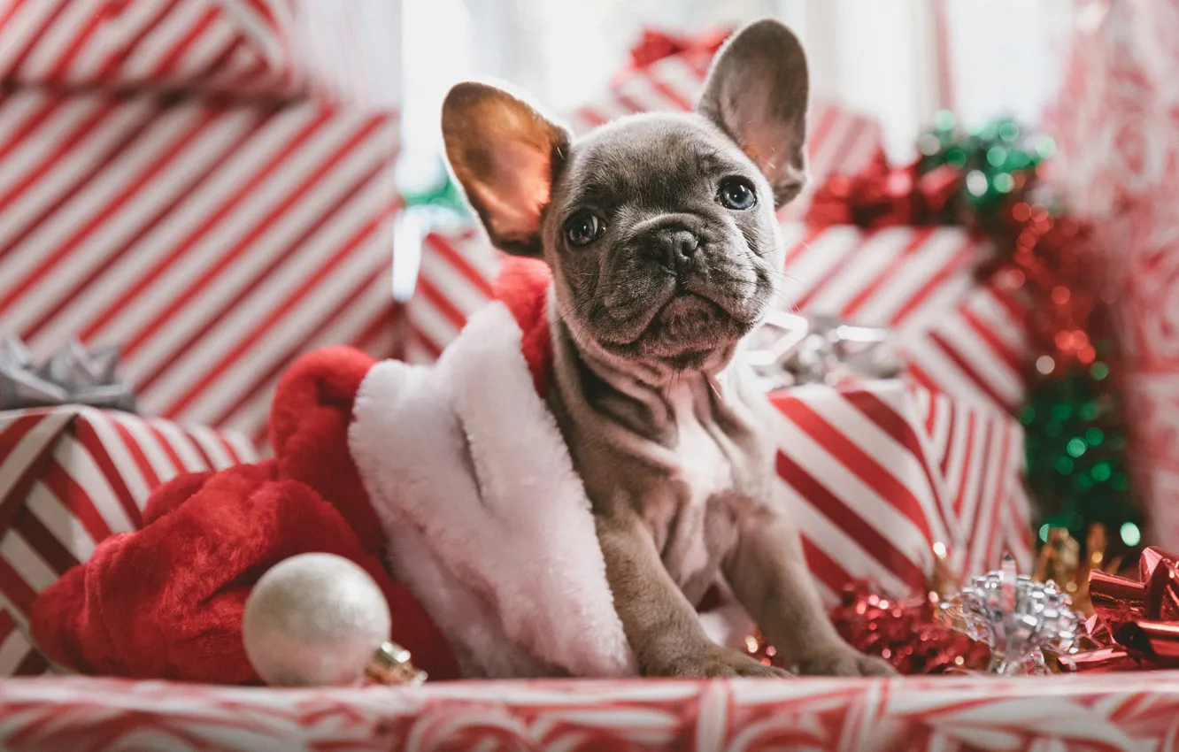 Photo wallpaper look, new year, dog, puppy, face, doggie, French bulldog