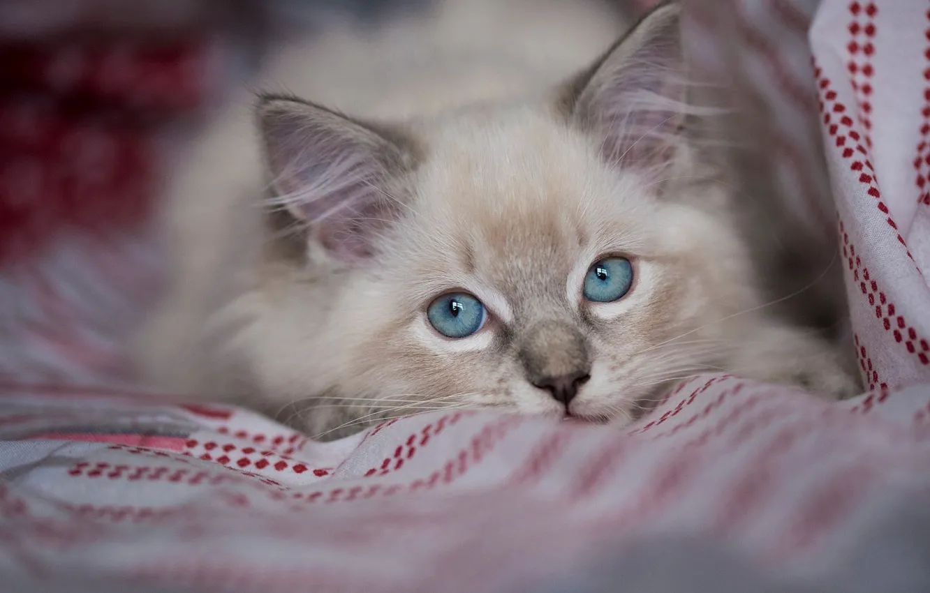 Photo wallpaper cat, kitty, portrait, fluffy, blanket, bed, lies, the beauty