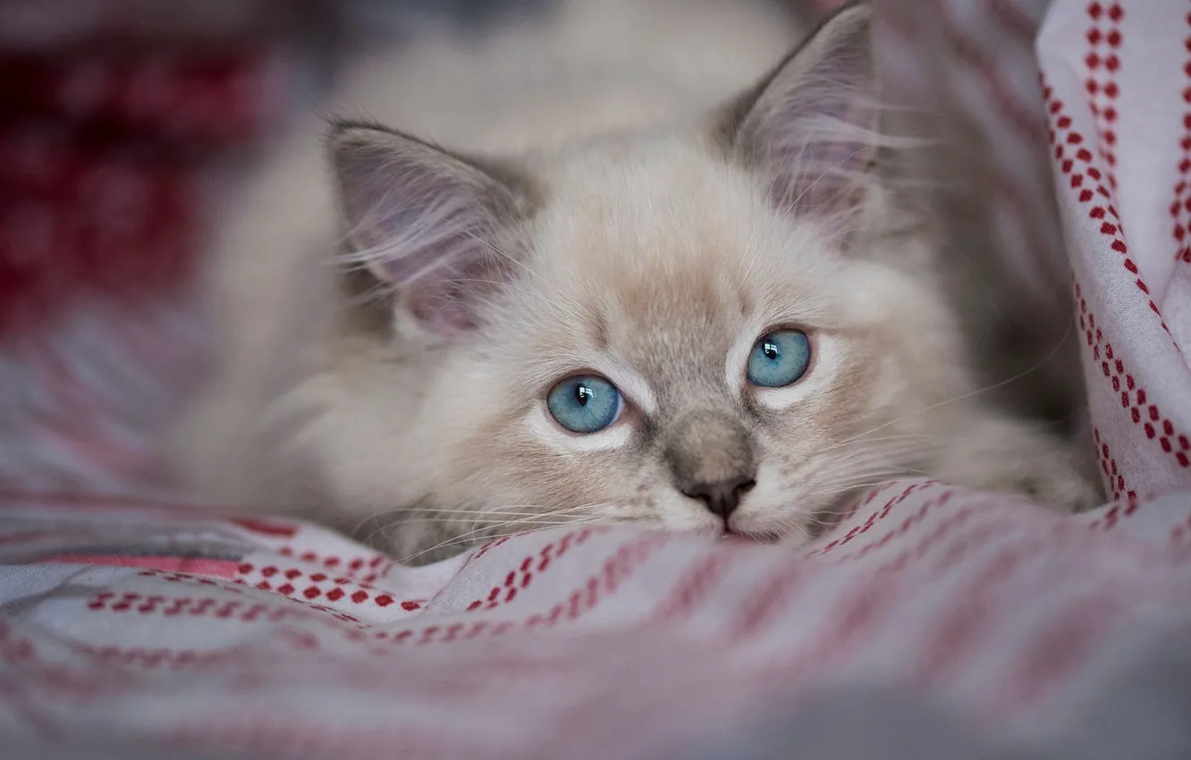 Photo wallpaper cat, portrait, fluffy, blanket, bed, lies, kitty, the beauty