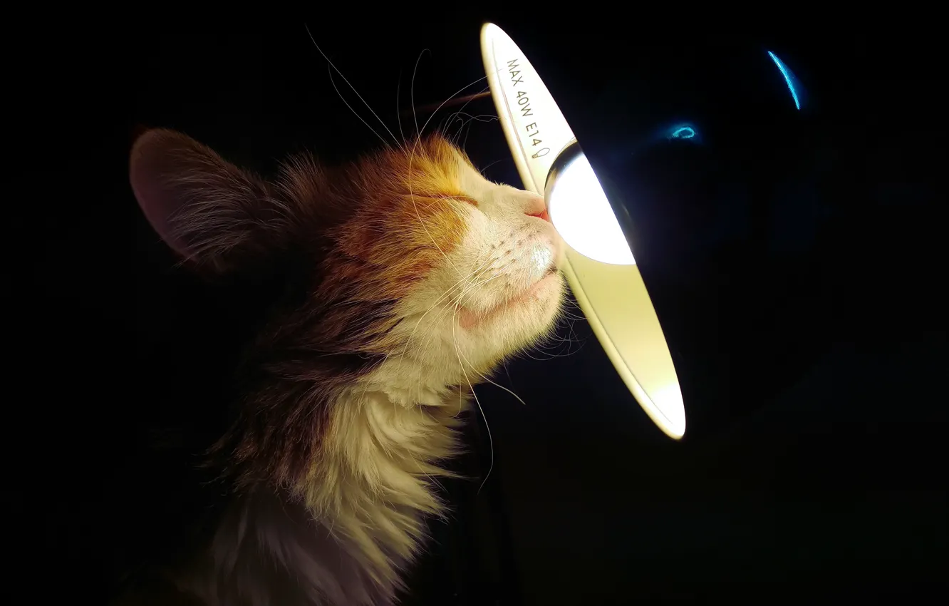 Photo wallpaper cat, house, lamp
