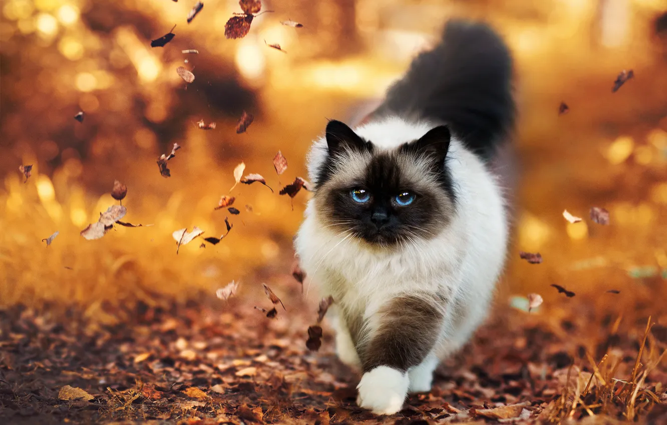 Photo wallpaper autumn, cat, leaves, fluffy
