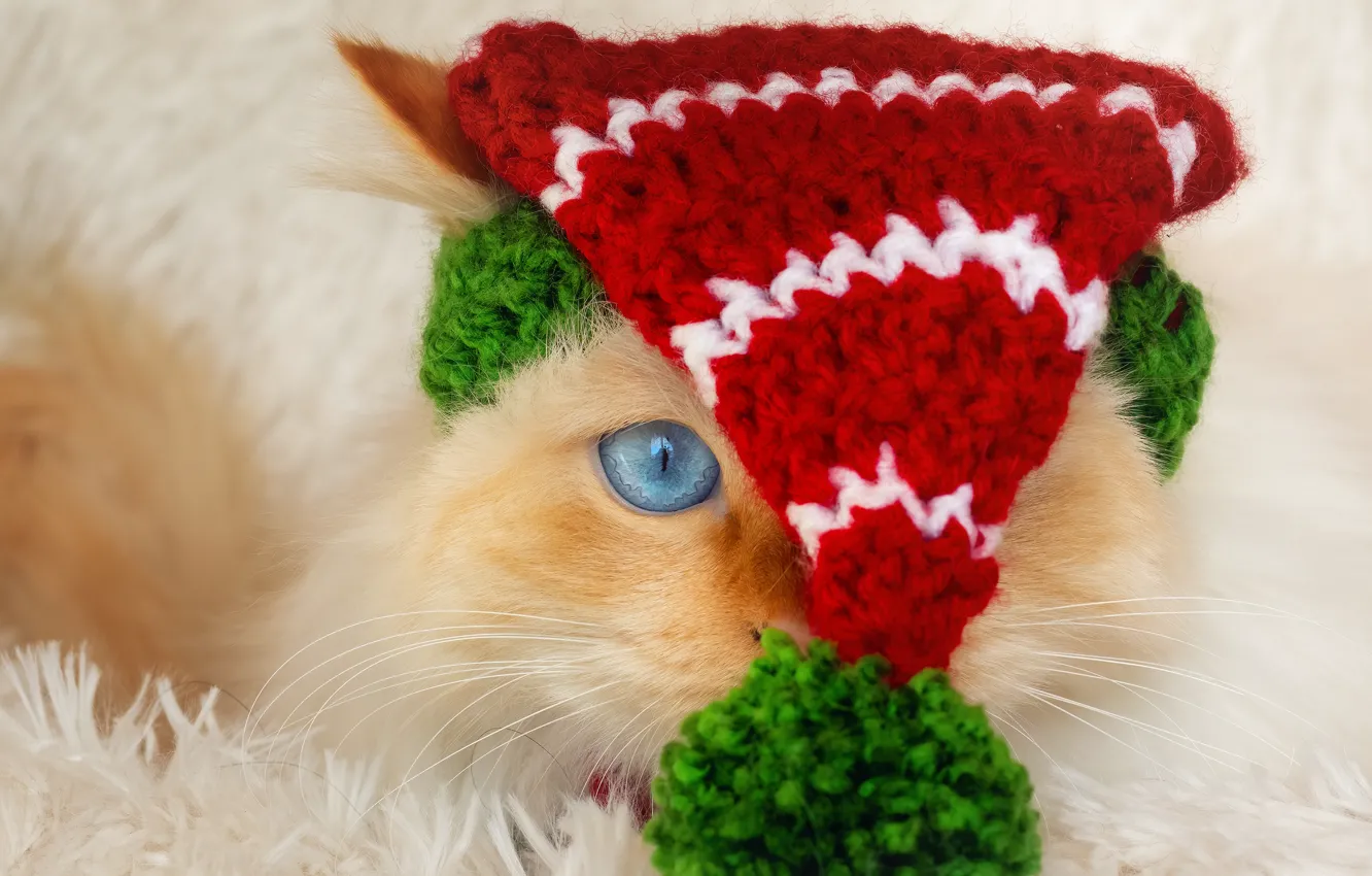 Photo wallpaper cat, cat, look, face, red, portrait, fur, image