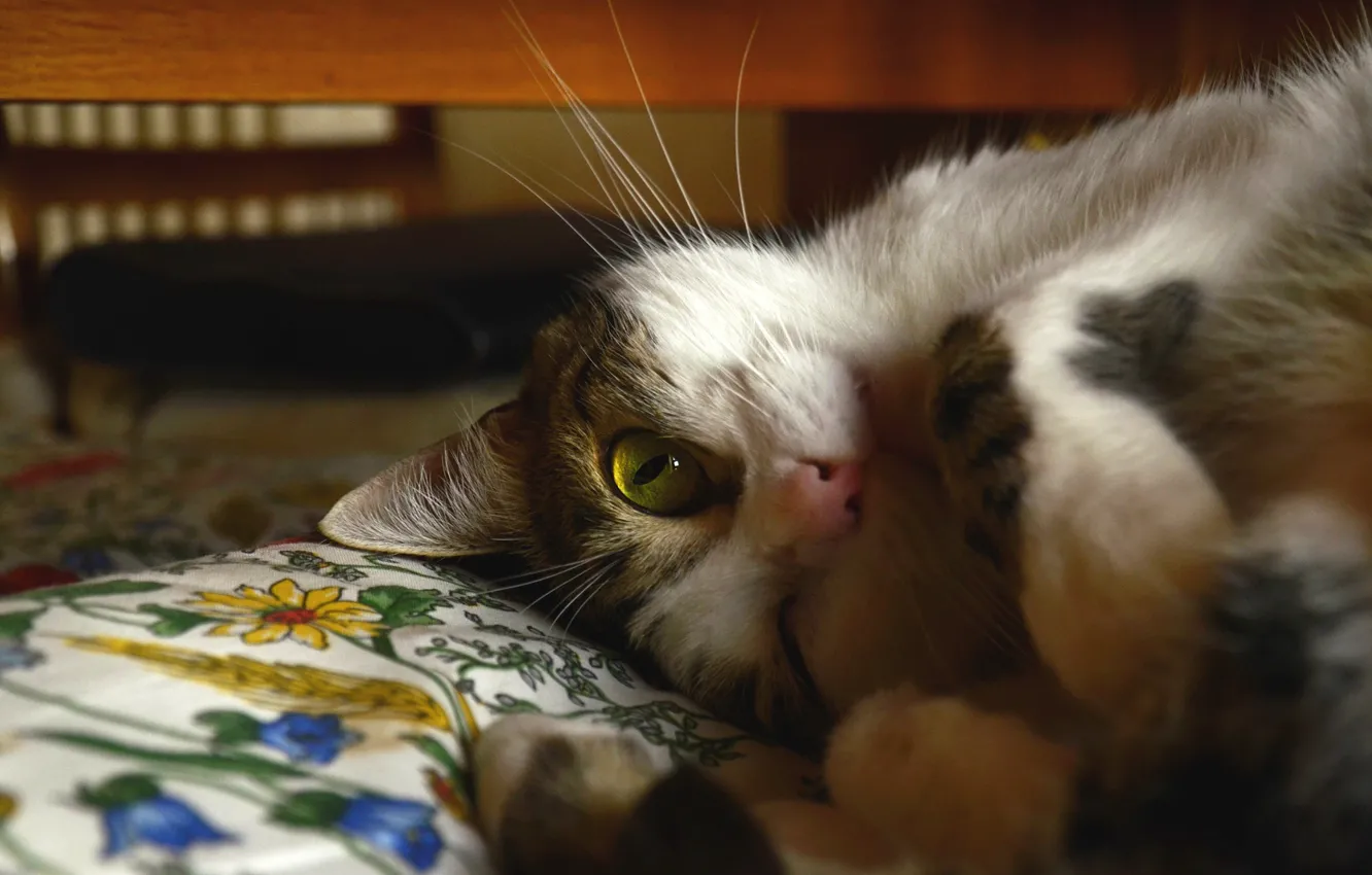 Photo wallpaper cat, cat, look, face, pose, comfort, bed, bed