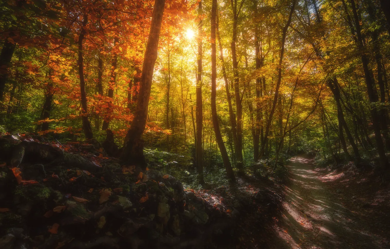 Photo wallpaper road, autumn, forest, the sun, rays, light, trees, branches