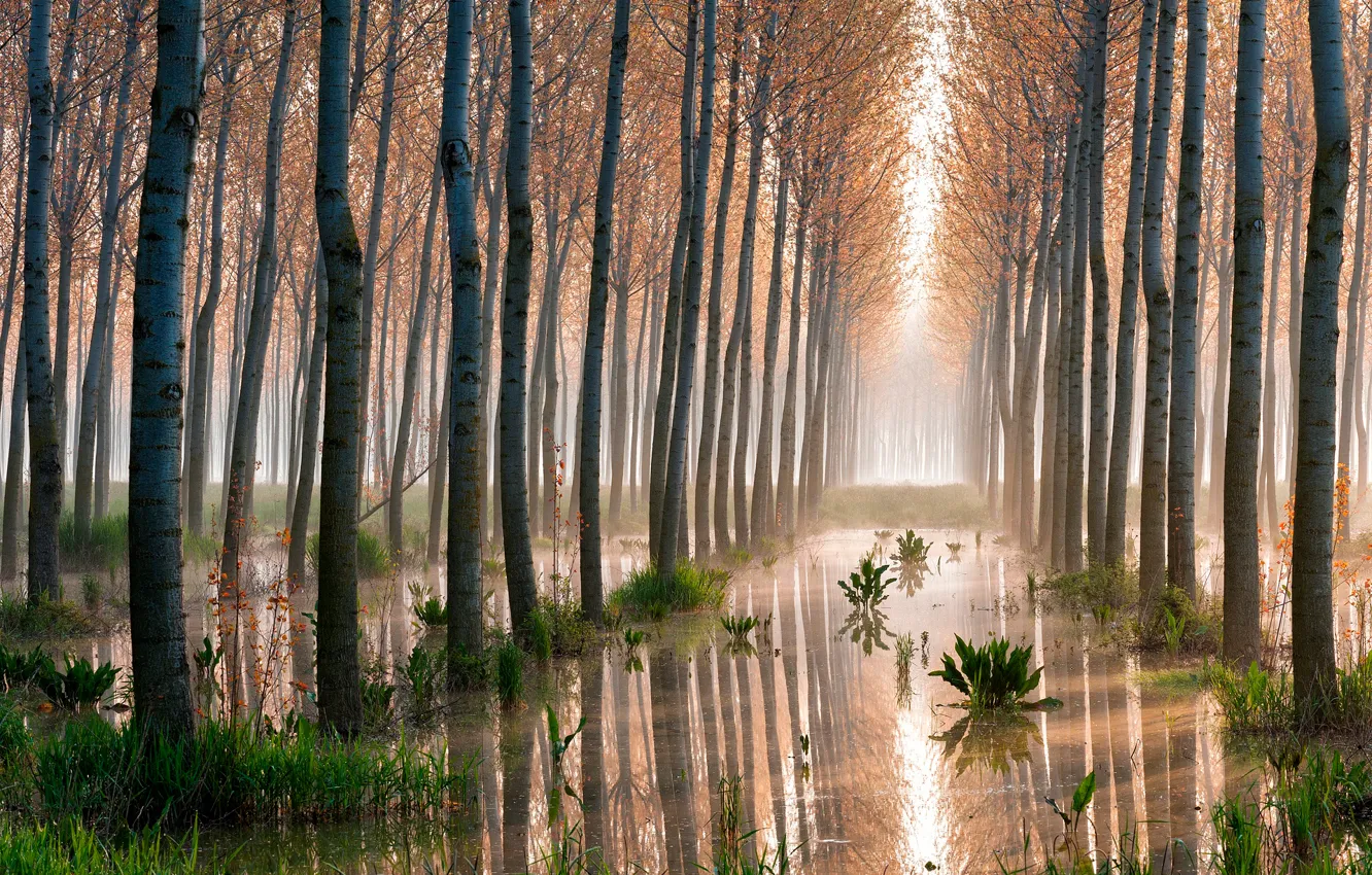 Photo wallpaper forest, trees, swamp, aspen