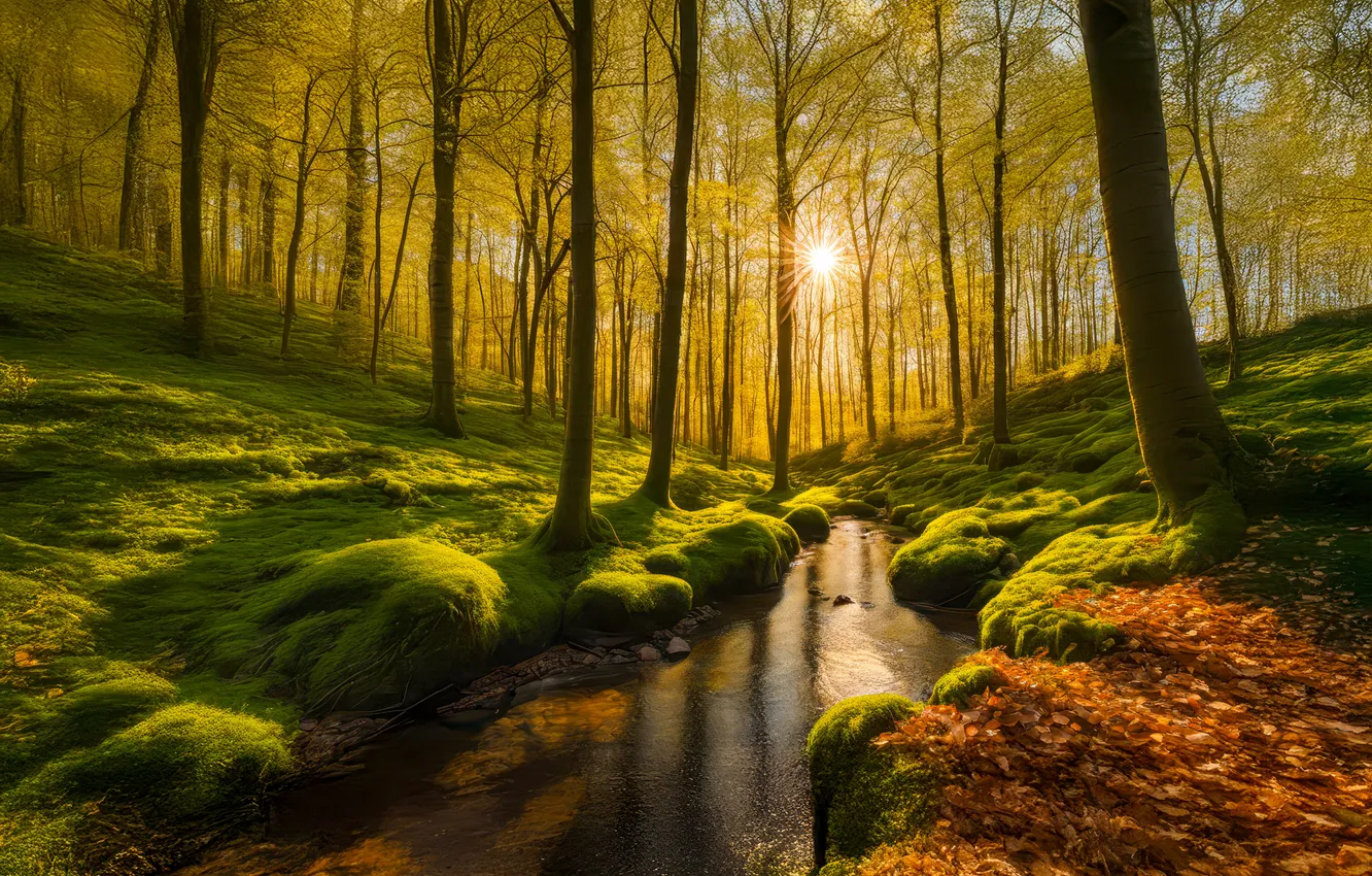 Photo wallpaper forest, stream, stones, moss