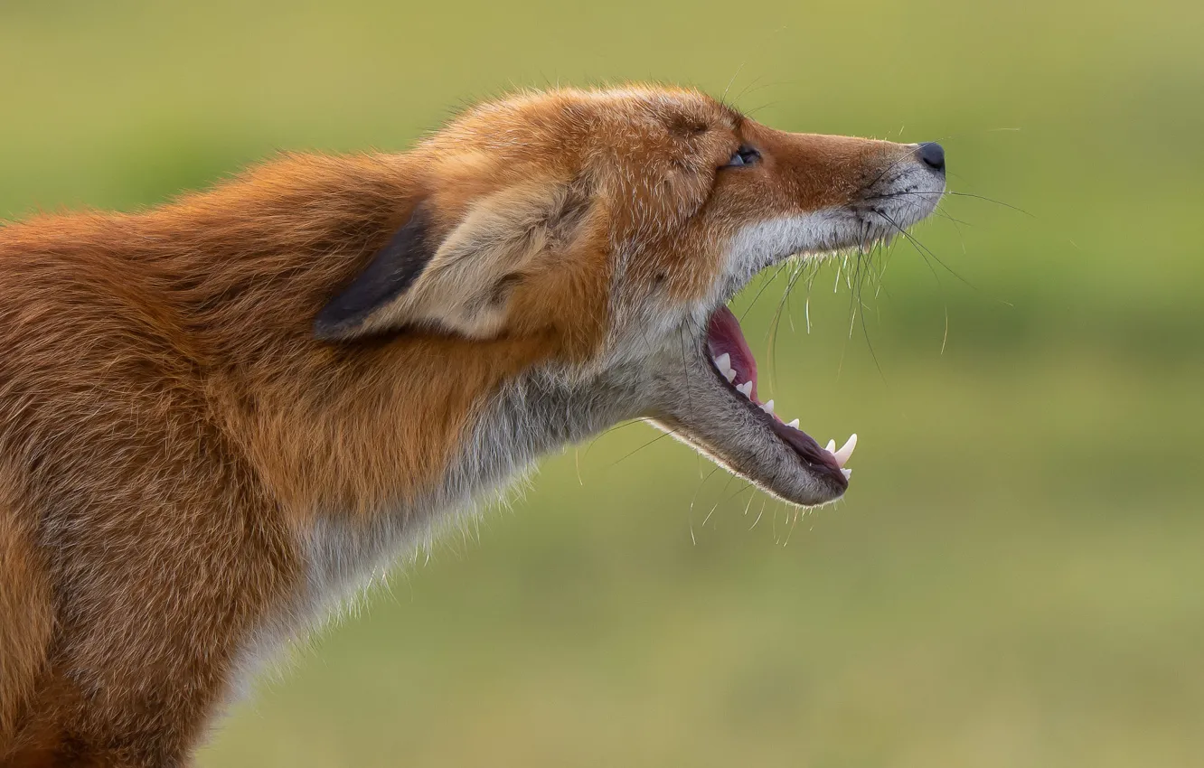 Photo wallpaper language, face, nature, pose, background, mouth, Fox, fangs