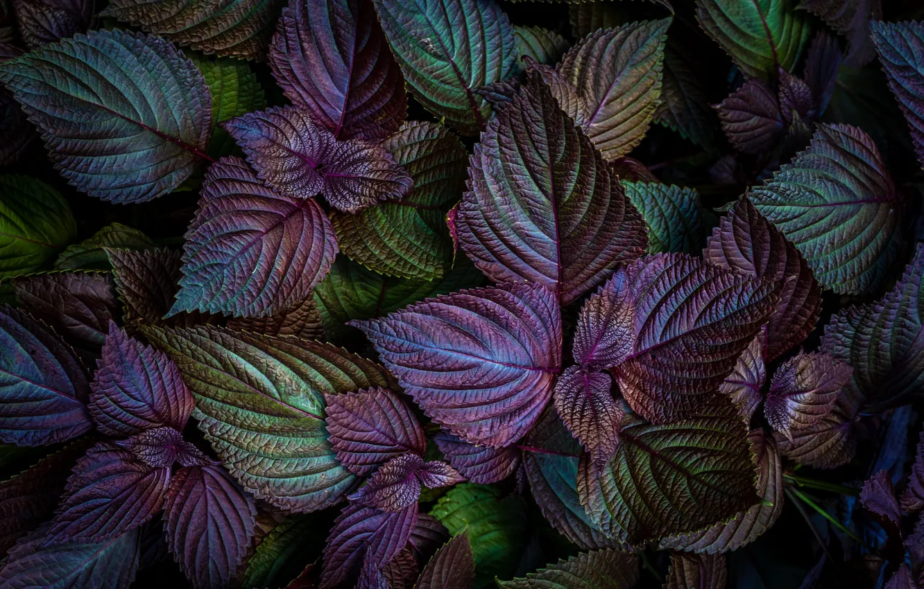 Photo wallpaper leaves, macro, bright