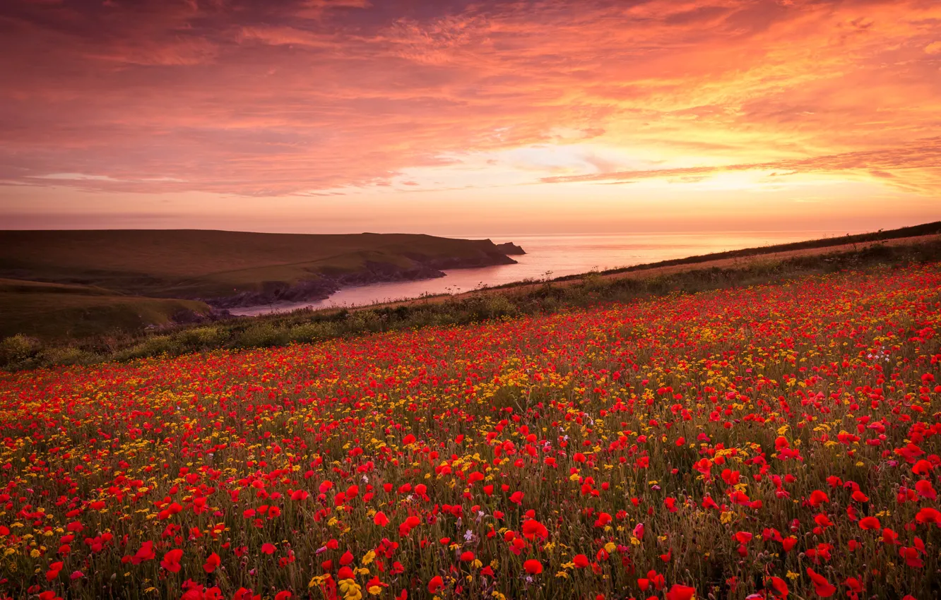 Photo wallpaper summer, flowers, poppy field
