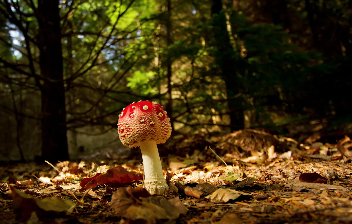 Photo wallpaper autumn, forest, macro, foliage, mushroom, mushroom