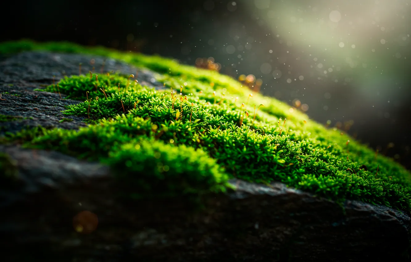 Photo wallpaper macro, stones, moss, stone, dust, macro, bokeh, bokeh