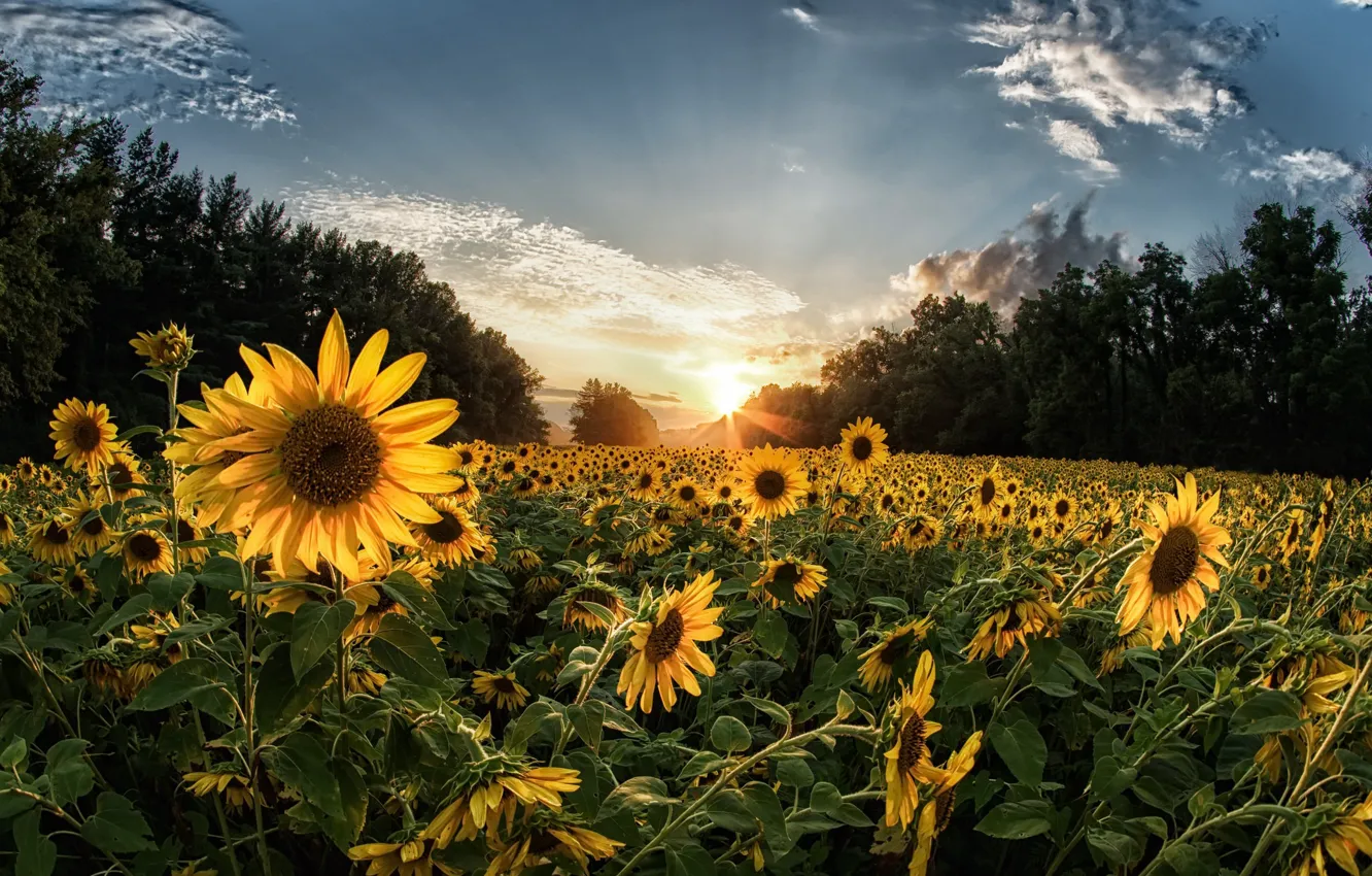 Photo wallpaper summer, sunflowers, nature