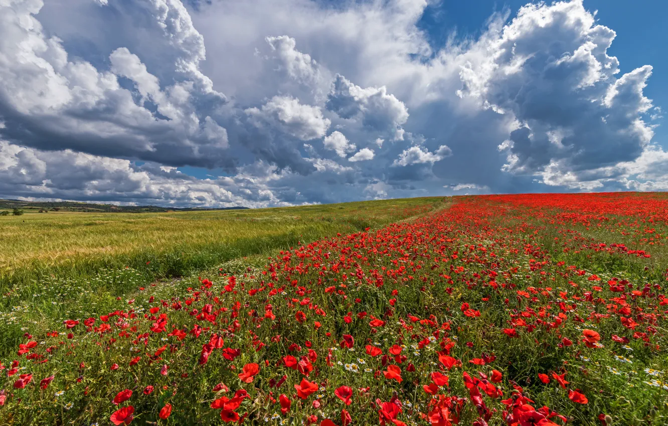 Photo wallpaper field, clouds, flowers, Maki, poppy field