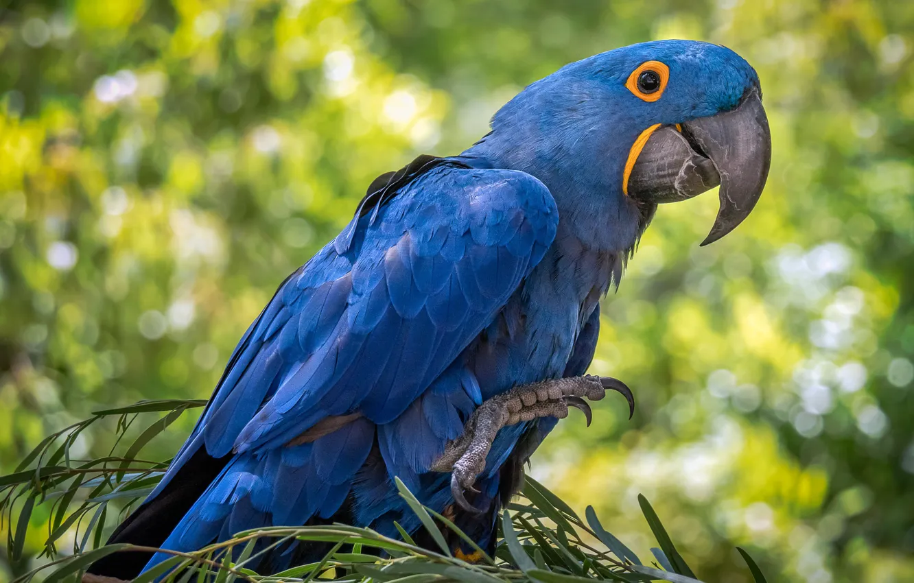Photo wallpaper bird, feathers, beak, parrot, hyacinth macaw