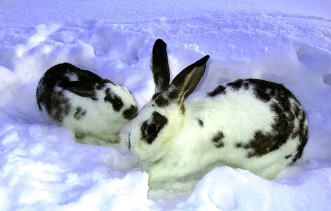 Photo wallpaper winter, snow, Nature, rabbits, the snow, two, rabbit, rabbit