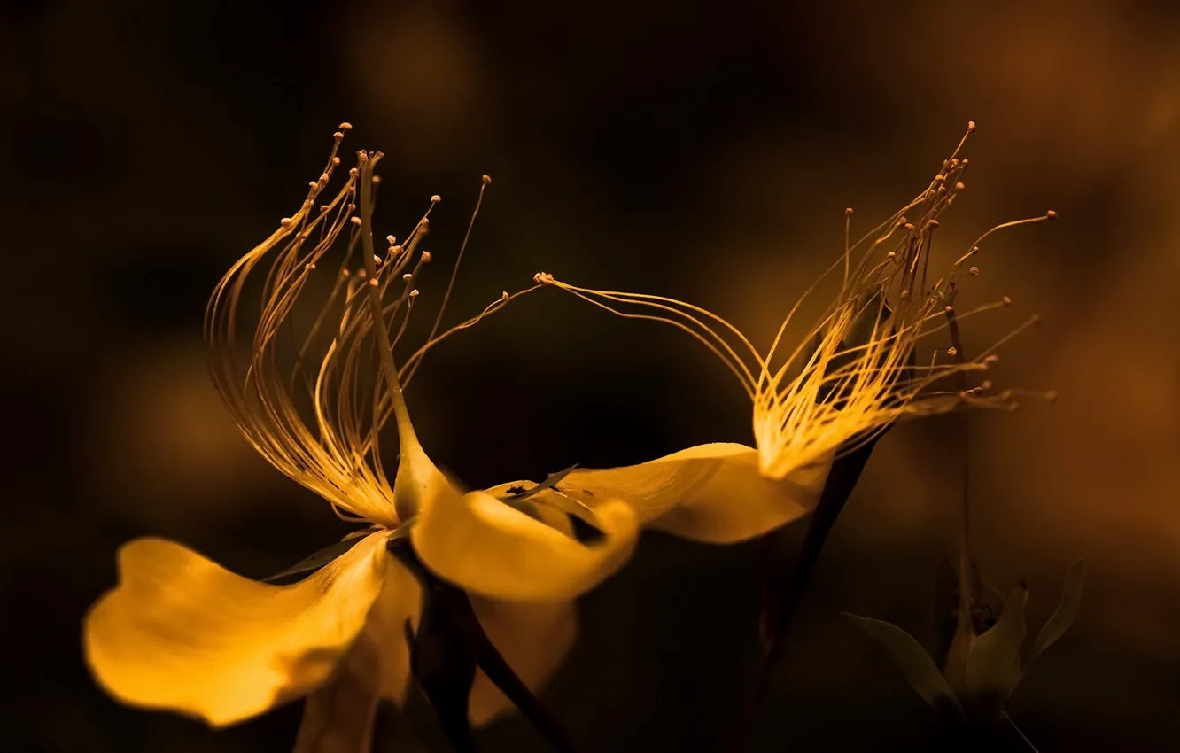 Photo wallpaper macro, flowers, background