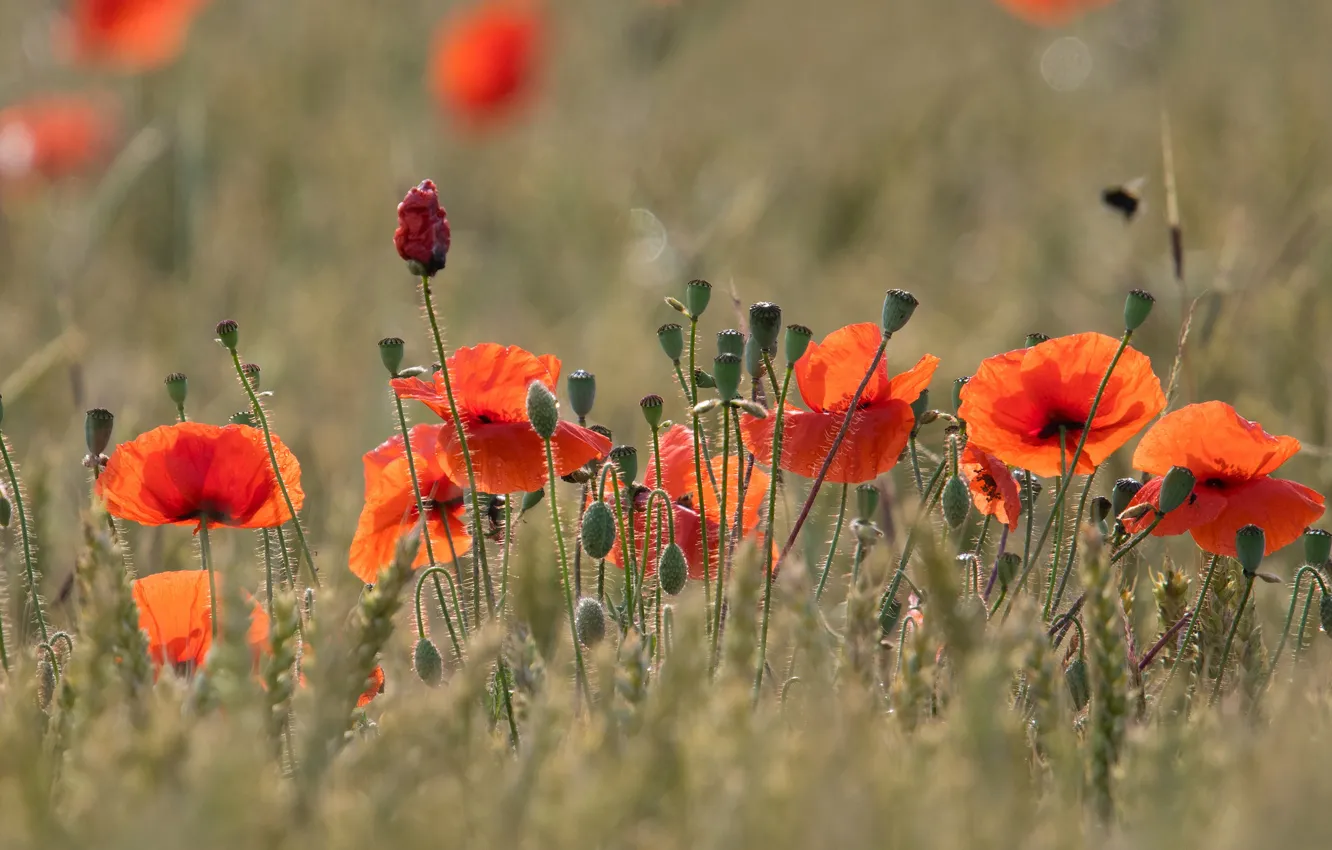 Photo wallpaper field, summer, flowers, red, glade, Maki, ears, cereals