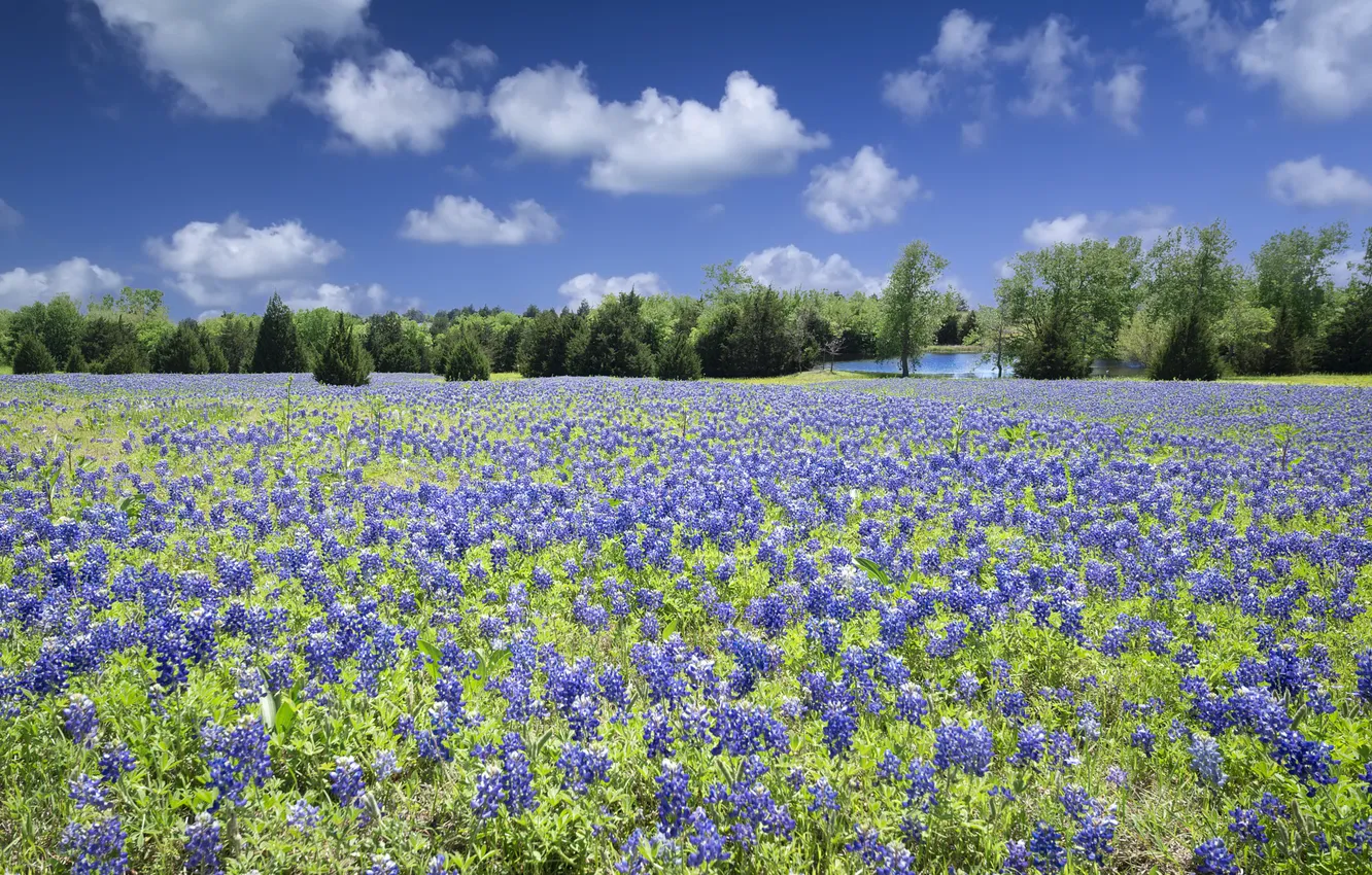 Photo wallpaper field, flowers, lupins