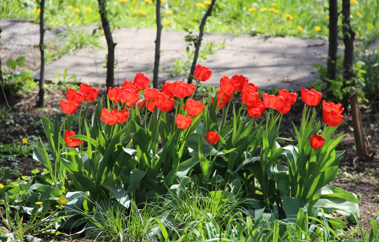 Photo wallpaper the sun, flowers, spring, tulips, red flowers