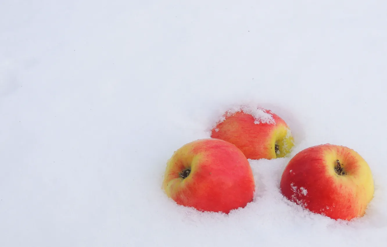Photo wallpaper winter, snow, apples, frost