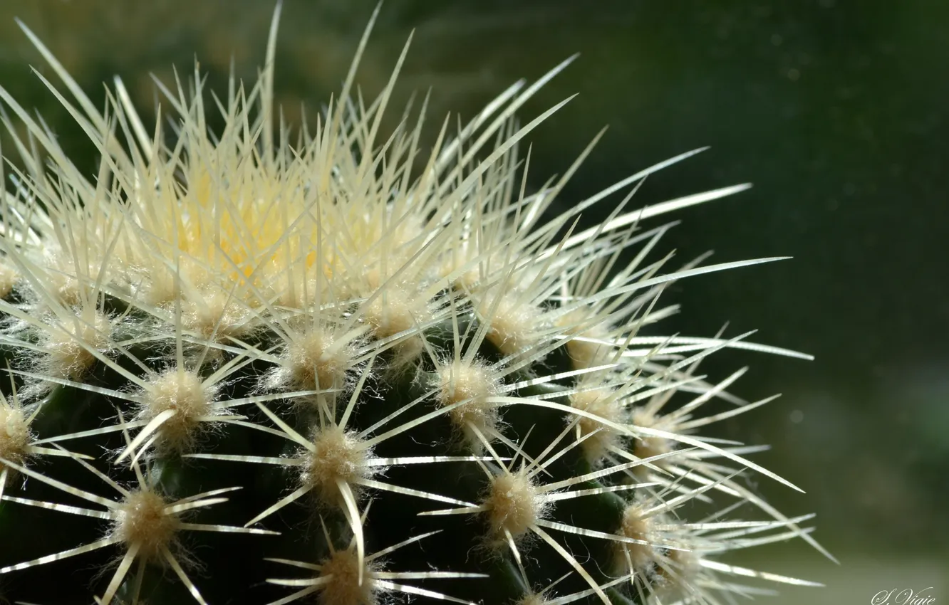 Photo wallpaper flower, cactus, needles