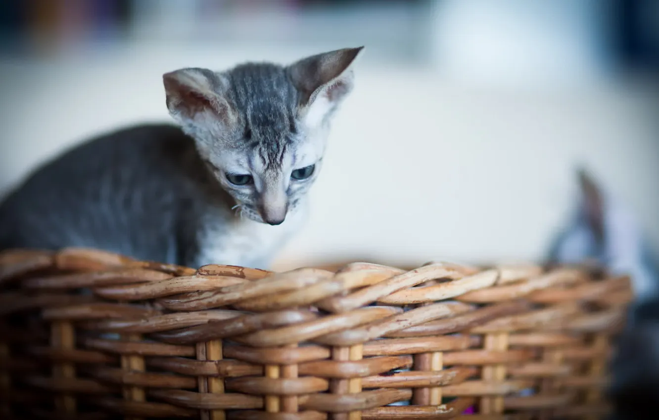 Photo wallpaper cat, look, background