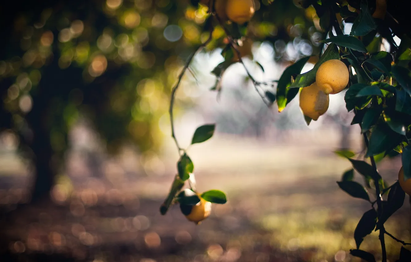 Photo wallpaper lemon, nature, bokeh