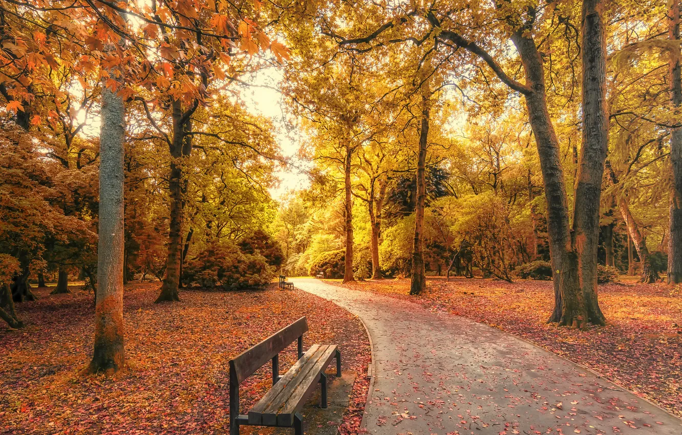 Photo wallpaper autumn, leaves, trees, bench, Park, the way