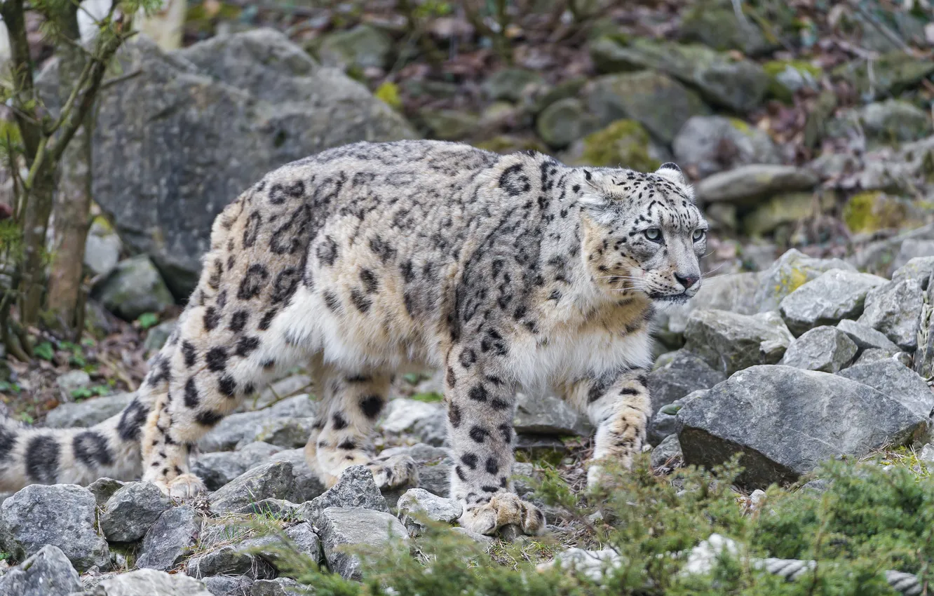 Photo wallpaper cat, stones, IRBIS, snow leopard, ©Tambako The Jaguar