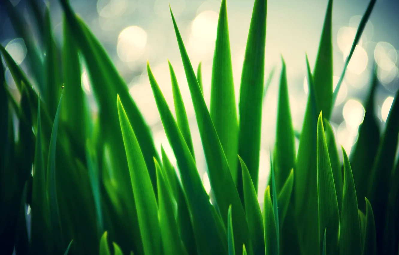 Photo wallpaper grass, leaves, green, blur, blur